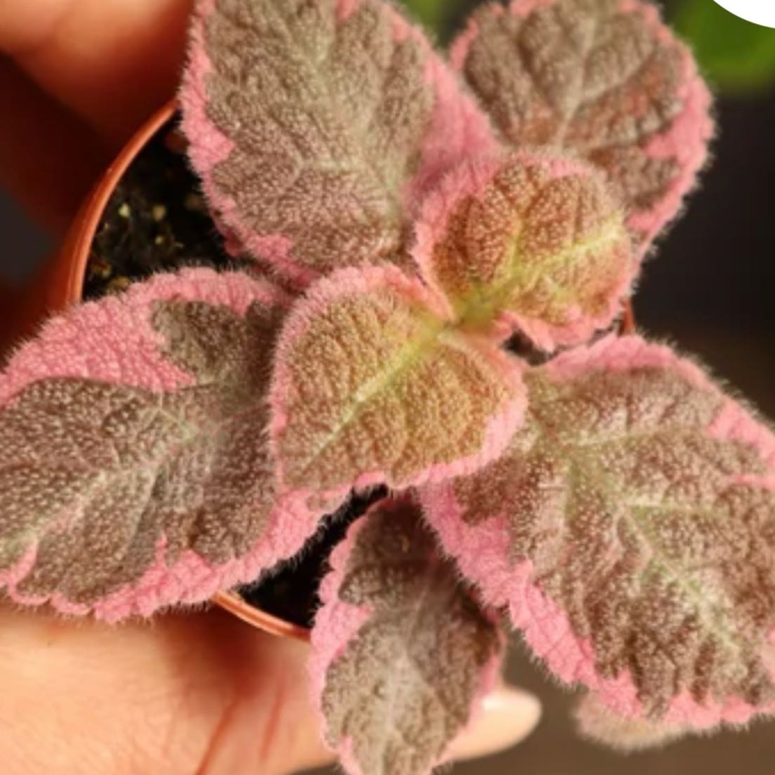 Photo of the plant species Flame Violet by @GutsyRhodotus35 named Mando on Greg, the plant care app
