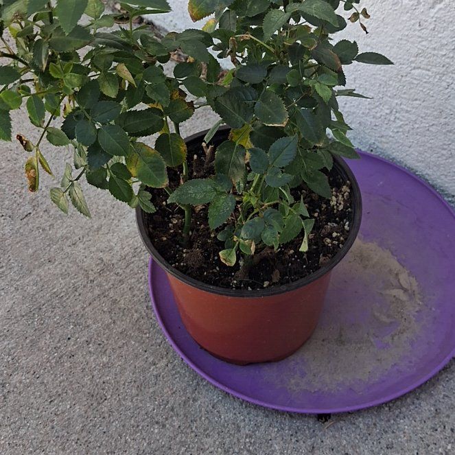 Photo of the plant species Rose by @WinBagpod6 named Doja Cat on Greg, the plant care app