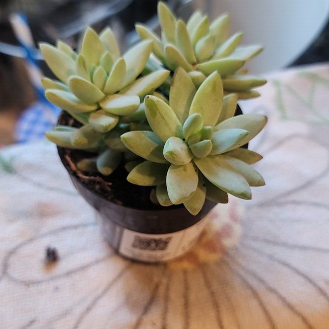 Photo of the plant species Sedeveria 'Harry Butterfield' by @WinAnthora60 named Winston on Greg, the plant care app