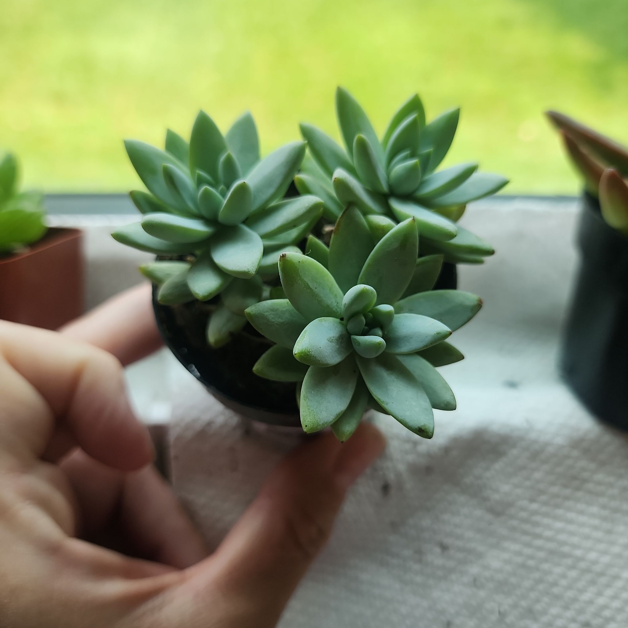 Photo of the plant species Sedeveria 'Harry Butterfield' by @WinAnthora60 named Winston on Greg, the plant care app