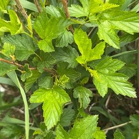 Photo of the plant species Atlantic Ninebark by @BoldFernmoss97 named Miley on Greg, the plant care app