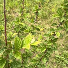 Photo of the plant species Nanking Cherry by @BoldFernmoss97 named Orwell on Greg, the plant care app