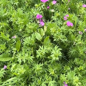Photo of the plant species Bloody Geranium by @BoldFernmoss97 named Planty on Greg, the plant care app