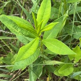 Photo of the plant species Texas-Star by @BoldFernmoss97 named Homer on Greg, the plant care app