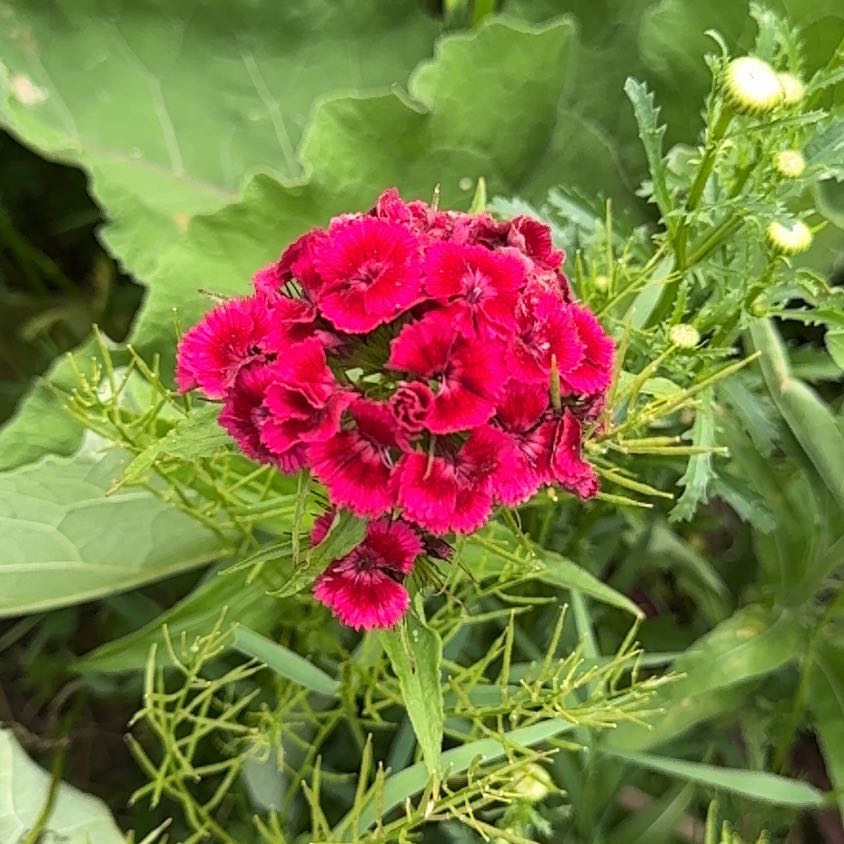Photo of the plant species Sweet William by @BoldFernmoss97 named Morgan Treeman on Greg, the plant care app