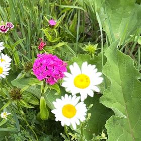 Photo of the plant species Daisy by @BoldFernmoss97 named Fernie Saunders on Greg, the plant care app