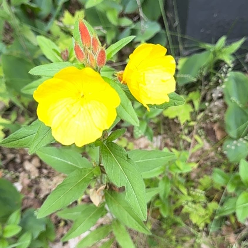 Photo of the plant species Sundrops by @BoldFernmoss97 named Drake on Greg, the plant care app