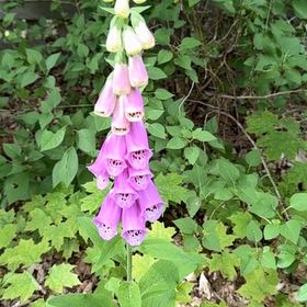 Photo of the plant species Digitalis Purpurea by @BoldFernmoss97 named Sahara on Greg, the plant care app