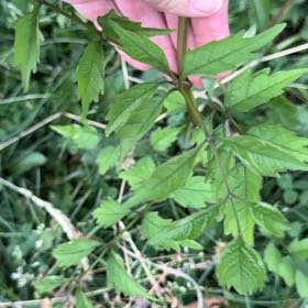 Photo of the plant species Hummingbird Vine by @BoldFernmoss97 named Anne on Greg, the plant care app