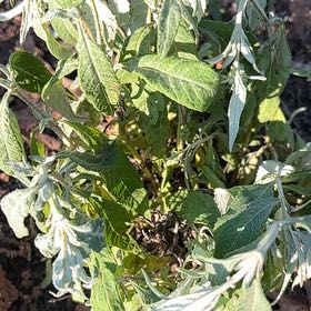 Photo of the plant species Columbia River Wormwood by Kat named Daphne on Greg, the plant care app