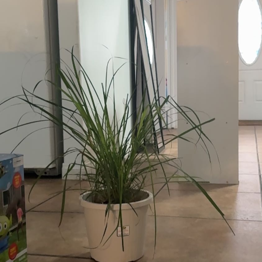 Photo of the plant species Lemon Grass by @LordColeus22 named Zeus on Greg, the plant care app