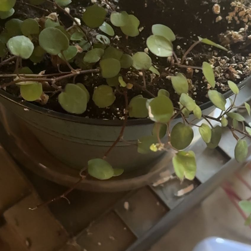 Photo of the plant species Sprawling Wirevine by @ZarfOnion43 named Hemingway on Greg, the plant care app
