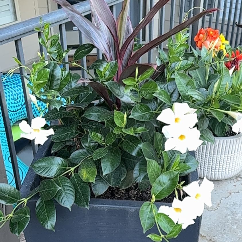 Photo of the plant species Marvel of Peru by @ZestyFilbert38 named Darwin on Greg, the plant care app