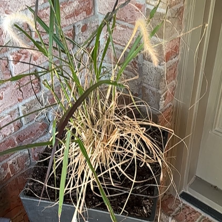 Photo of the plant species Pampas Grass by @ZestyFilbert38 named Keanu Leaves on Greg, the plant care app