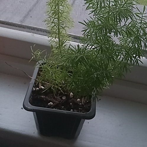 Photo of the plant species Myers Asparagus Fern by @YardApple17 named Tolkien on Greg, the plant care app