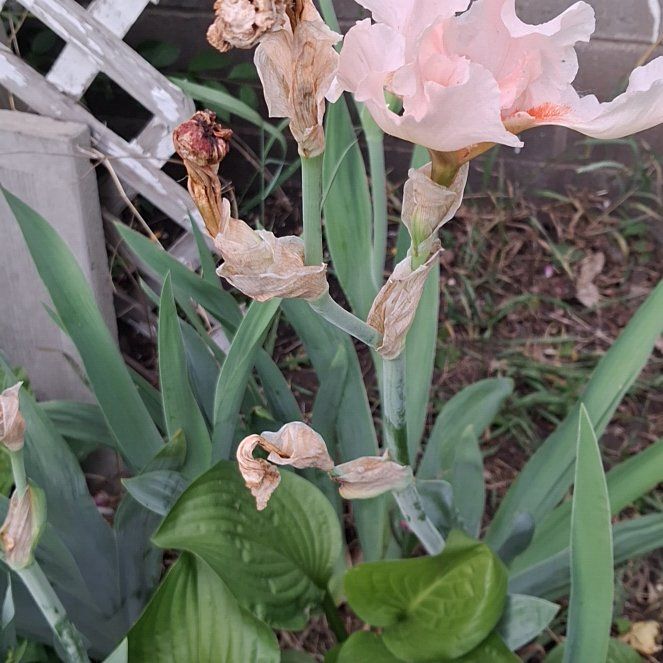 Photo of the plant species Dalmatian Iris by @RuggedKonjac named Drake on Greg, the plant care app