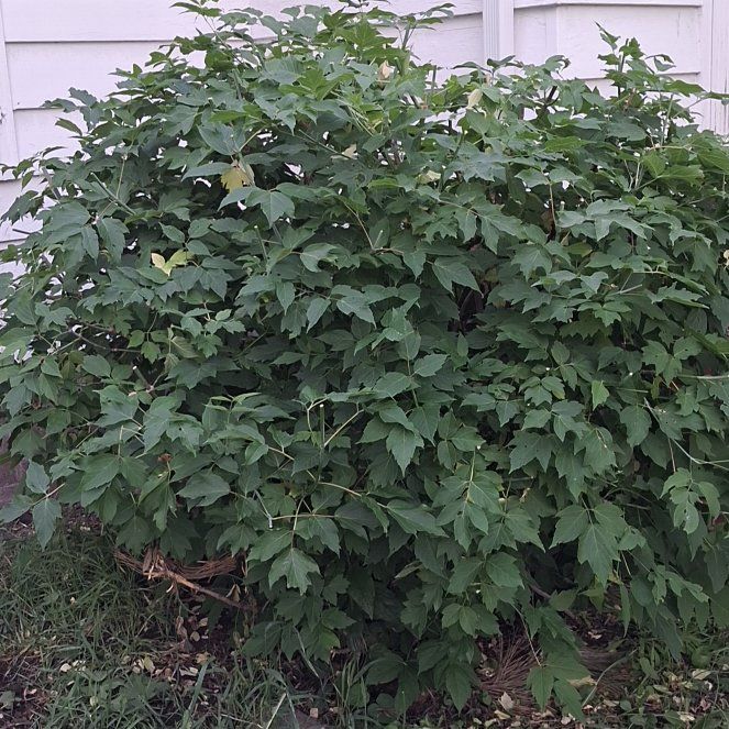 Photo of the plant species Broussonetia Papyrifera by @RuggedKonjac named Oscar on Greg, the plant care app