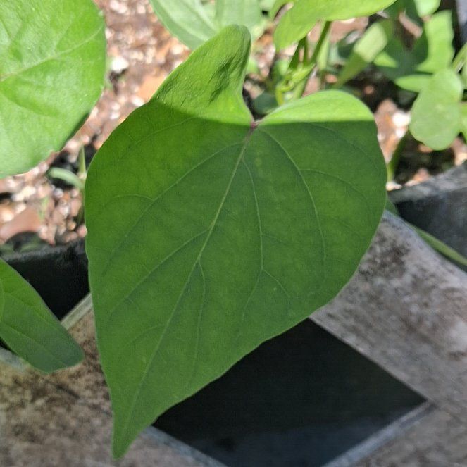 Photo of the plant species White Morning-Glory by @RuggedKonjac named Navajo on Greg, the plant care app