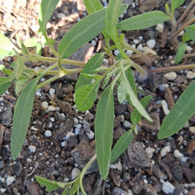 Photo of the plant species Lanceleaf Tickseed by @RuggedKonjac named Darwin on Greg, the plant care app