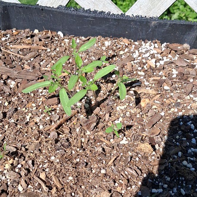 Photo of the plant species Grassleaf Spurge by @RuggedKonjac named Morgan Treeman on Greg, the plant care app