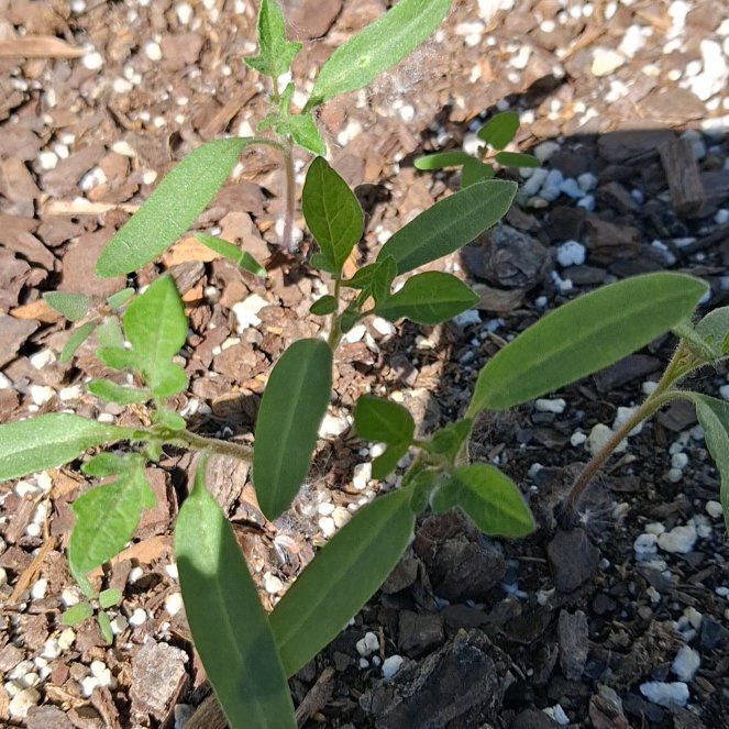 Photo of the plant species California Croton by @RuggedKonjac named Keanu Leaves on Greg, the plant care app