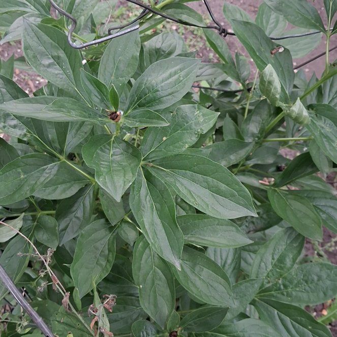 Photo of the plant species Chinese Peony by @RuggedKonjac named Doja Cat on Greg, the plant care app