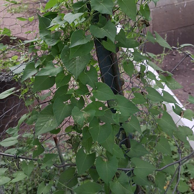 Photo of the plant species Black Bindweed by @RuggedKonjac named Maya on Greg, the plant care app