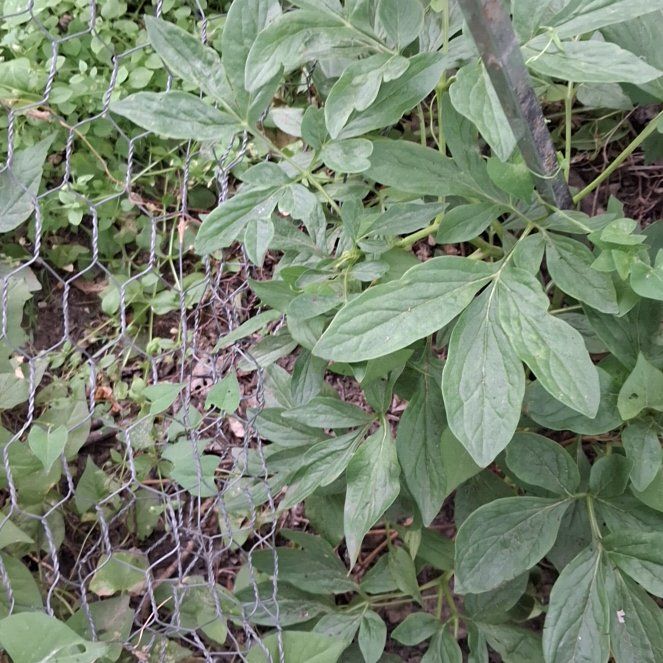 Photo of the plant species Chinese Peony by @RuggedKonjac named Marilyn on Greg, the plant care app