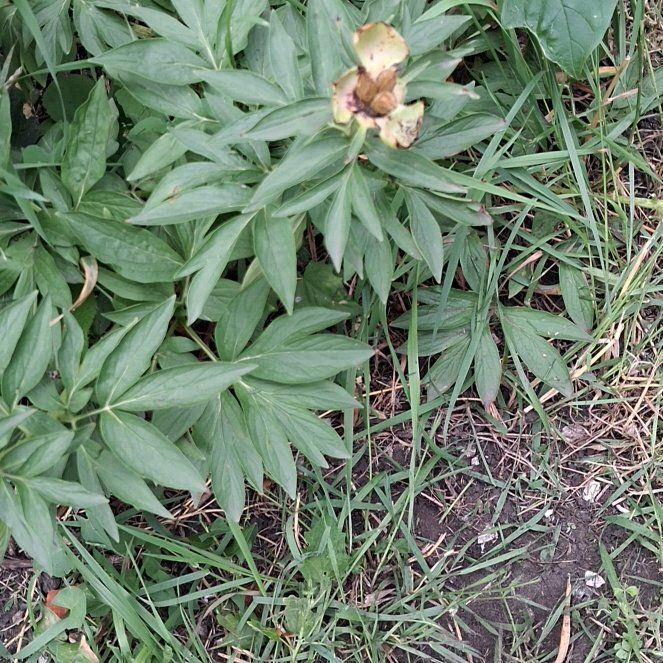 Photo of the plant species Common Peony by @RuggedKonjac named James Dean on Greg, the plant care app