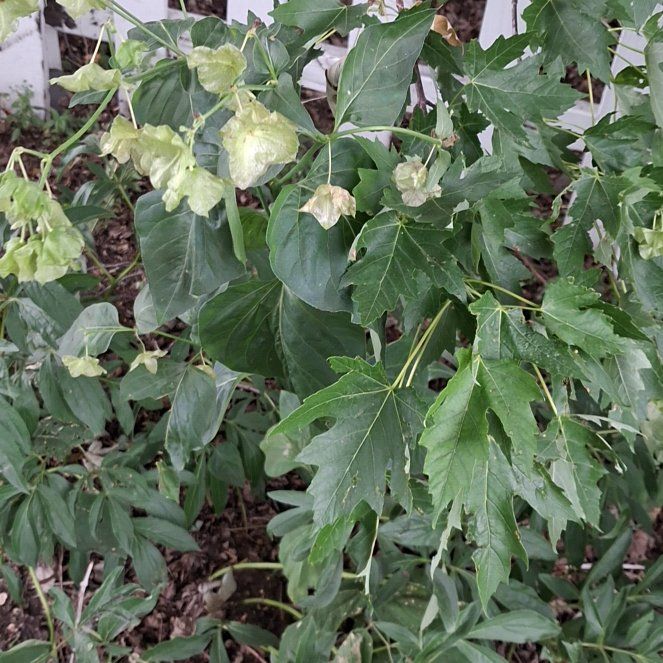 Photo of the plant species Humulus Lupulus by @RuggedKonjac named Nithin on Greg, the plant care app