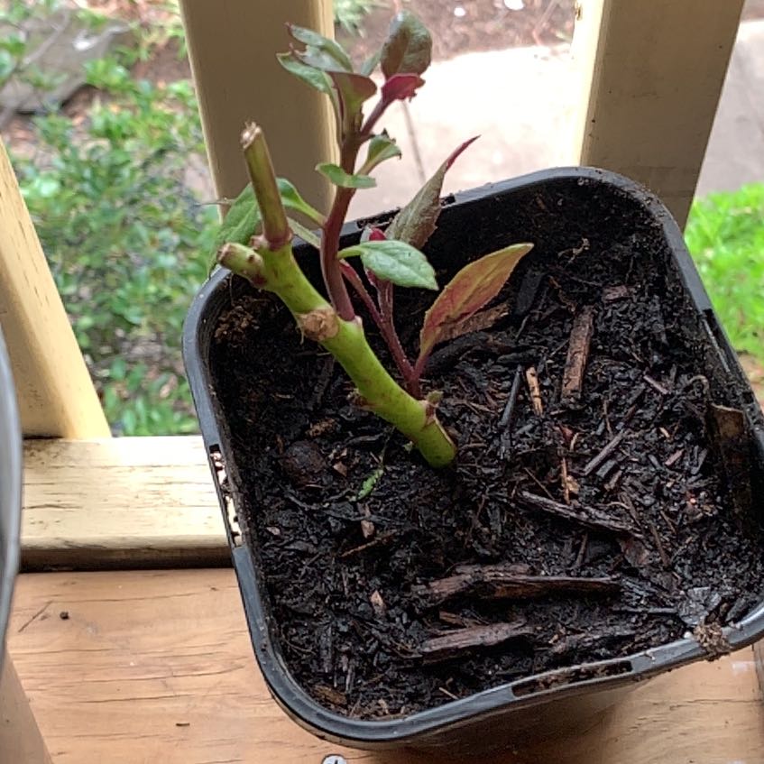 Photo of the plant species Okinawa Spinach by @SilkyLimetuff11 named Austen on Greg, the plant care app