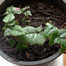 Photo of the plant species California Blackberry by @SilkyLimetuff11 named Dolores on Greg, the plant care app