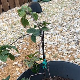 Photo of the plant species Blackberry by @FabZinnia55 named Gates on Greg, the plant care app