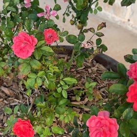 Photo of the plant species Pink Drift Rose by @PeppyZinnia93 named Pink Rose on Greg, the plant care app