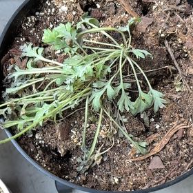 Photo of the plant species Iceland Poppy by @DiveBombDove named Doja Cat on Greg, the plant care app
