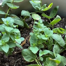 Photo of the plant species Balloon-Flower by @DiveBombDove named Apollo on Greg, the plant care app
