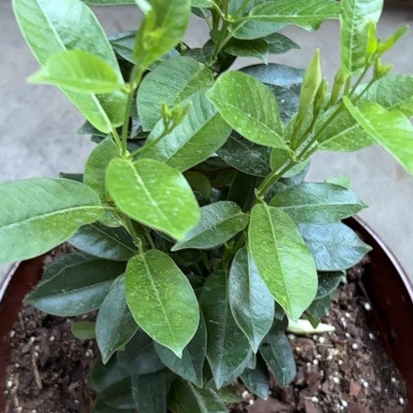Photo of the plant species Dipladenia 'Rio' by @DiveBombDove named Ronaldo on Greg, the plant care app