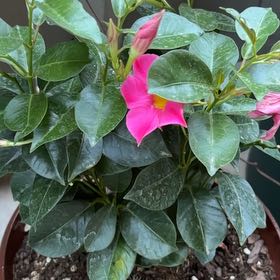 Photo of the plant species Dipladenia 'Rio' by @DiveBombDove named Fernie Mac on Greg, the plant care app