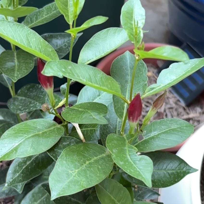 Photo of the plant species Dipladenia 'Rio' by @DiveBombDove named Darwin on Greg, the plant care app