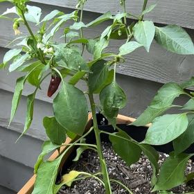 Photo of the plant species Hatch Chile by @DiveBombDove named Keanu Leaves on Greg, the plant care app