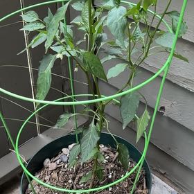 Photo of the plant species Poblano Pepper by @DiveBombDove named Treeyoncé on Greg, the plant care app
