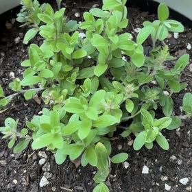 Photo of the plant species Blue Daze by @DiveBombDove named Sir Plancelot on Greg, the plant care app