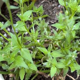Photo of the plant species Nemesia Sunsatia by @DiveBombDove named Elina on Greg, the plant care app