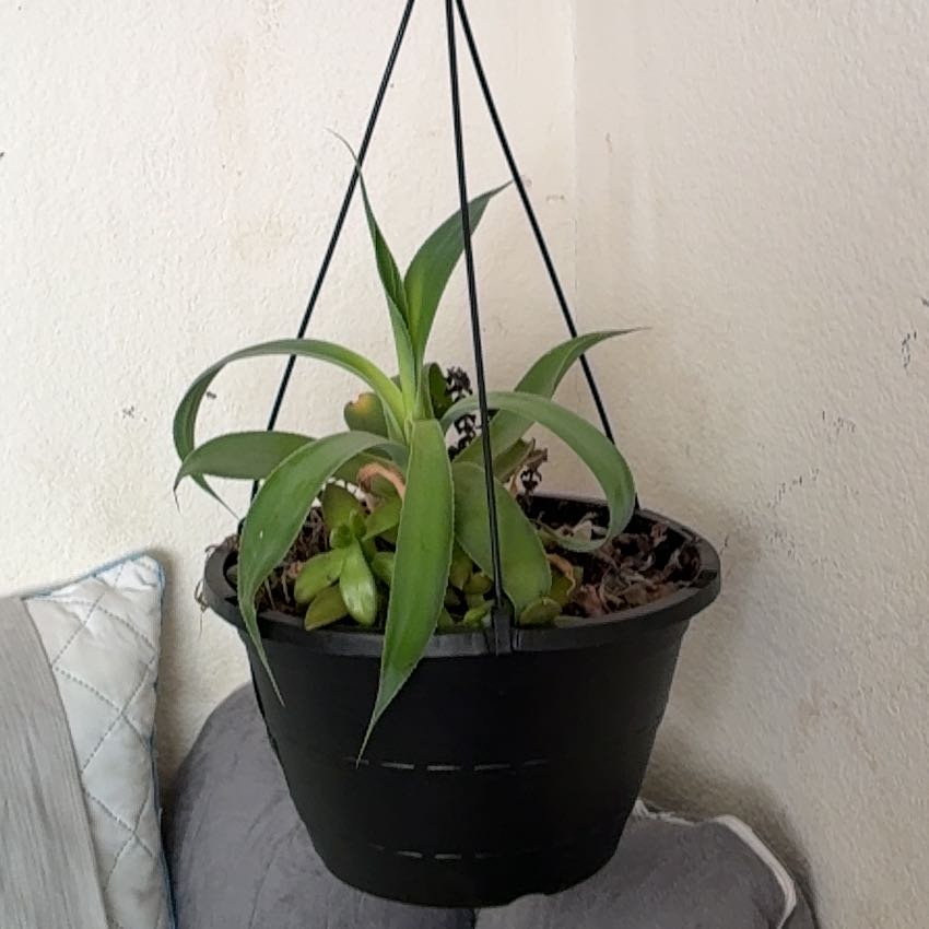 Photo of the plant species Assorted Succulents by @SilkyVetiver69 named Nithin on Greg, the plant care app