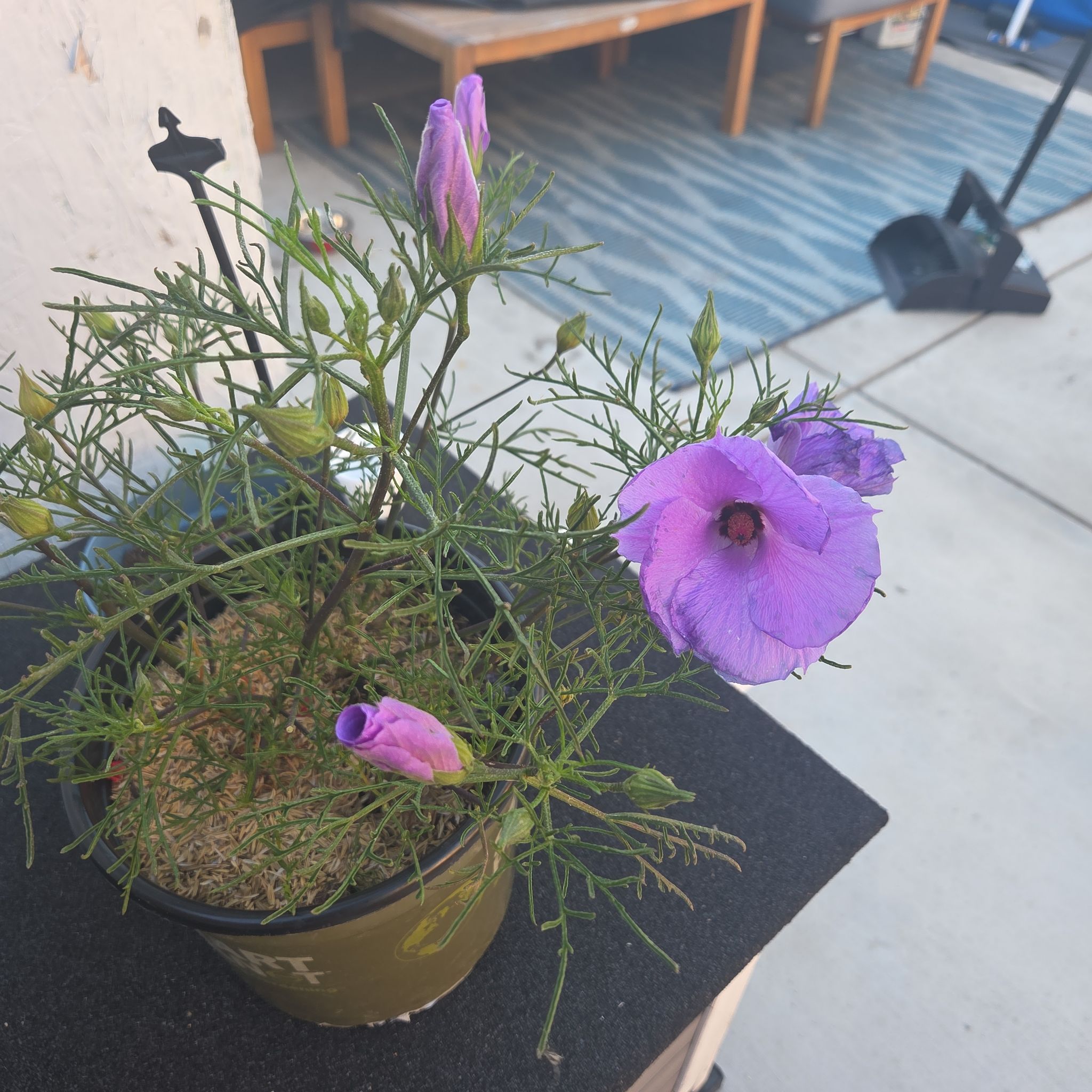Photo of the plant species Alyogyne huegelii 'Elektra Blue' by @StunningGreen65 named Sonora on Greg, the plant care app