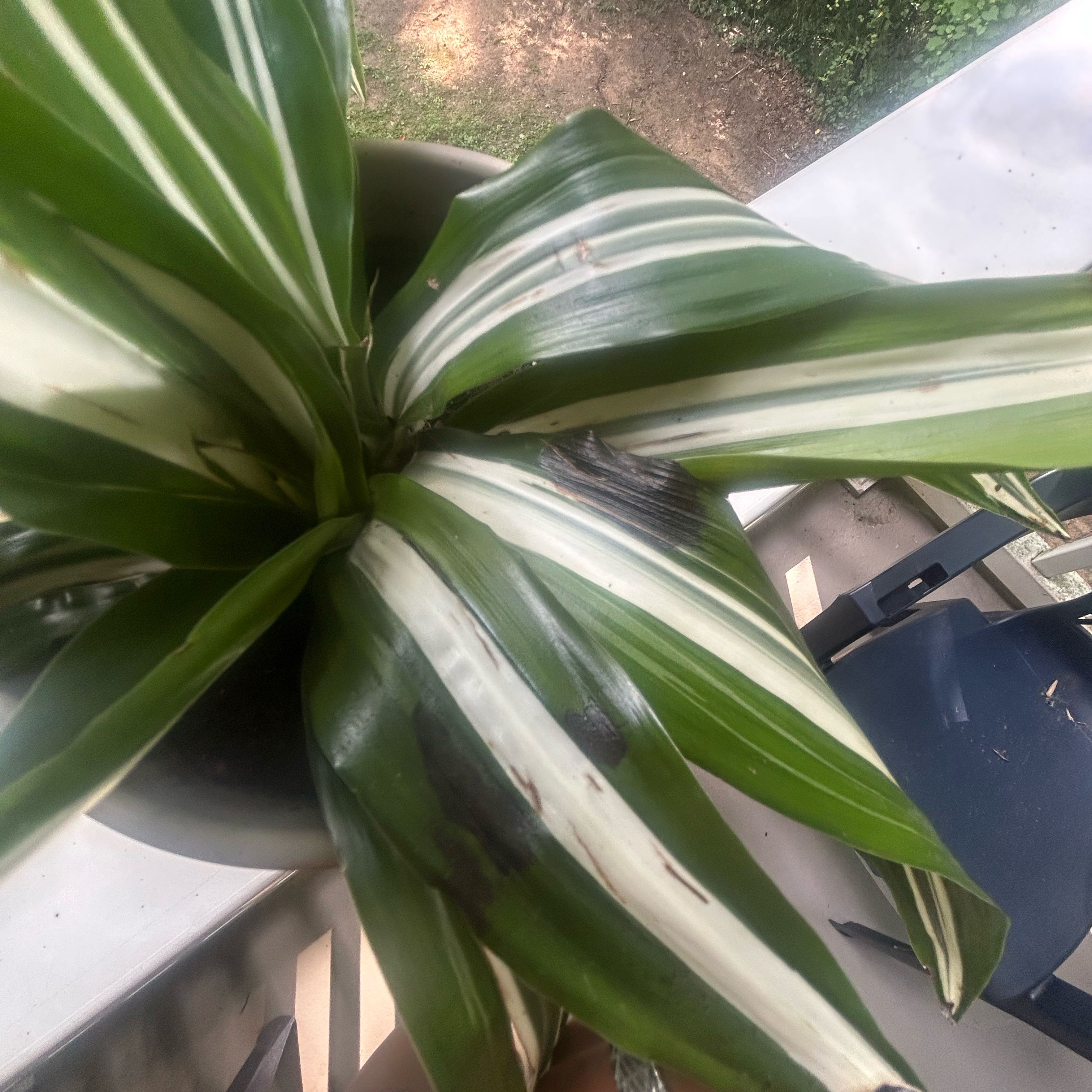 Photo of the plant species Dracaena Jade Jewel by @PoshPurei96 named Sir Plancelot on Greg, the plant care app