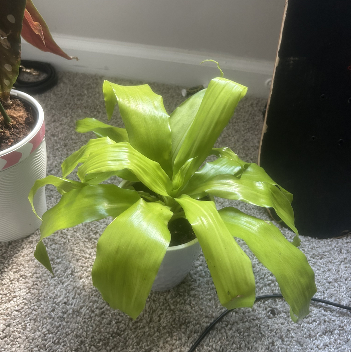 Photo of the plant species Dracaena Limelight by @PoshPurei96 named Athena on Greg, the plant care app