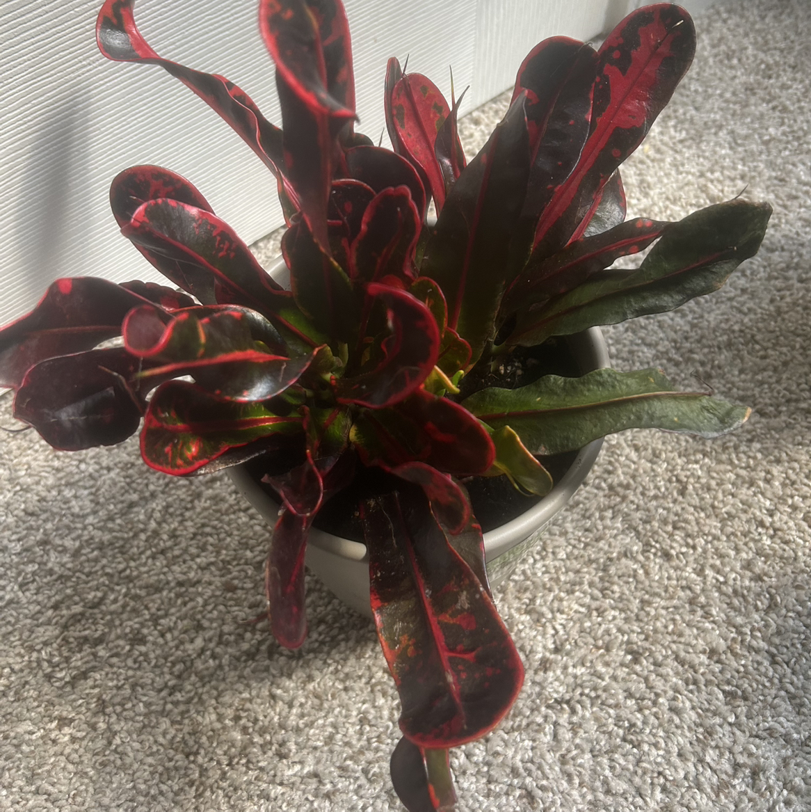 Photo of the plant species Mammy Croton by @PoshPurei96 named Kesha on Greg, the plant care app