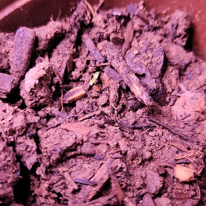 Lil Sprout