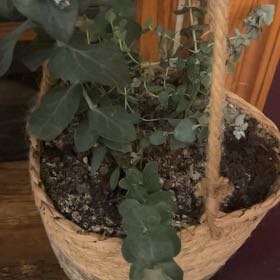 Photo of the plant species Silver Dollar Tree by @HipTurmeric98 named Leonardo on Greg, the plant care app